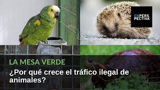 Tráfico ilegal de animales ¿Por qué está en aumento ¿Qué impacto ambiental puede tener [upl. by Samal]