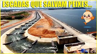 Piracema as escadas e elevadores que SALVAM OS PEIXES nas barragens [upl. by Gereld]