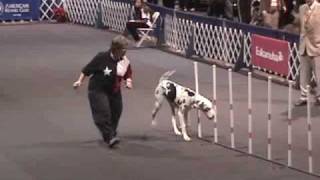 2007 AKC Invitational Agility  The Great Danes  Part I [upl. by Landmeier]