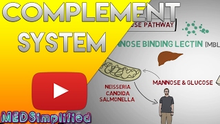 Complement System Made Easy Immunology Classical Alternate amp Lectin pathway [upl. by Anaehr]