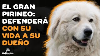 🐶🇪🇸 🇫🇷 PERRO DE MONTAÑA DE LOS PIRINEOS 9 COSAS que debes saber [upl. by Yates]