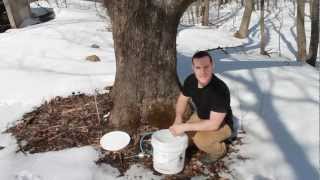 How to Make Maple Syrup [upl. by Trinatte]