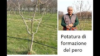 Potatura di formazione del pero [upl. by Penney]