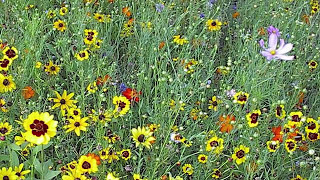 How To Plant A Wildflower Meadow Part II [upl. by Nelyaw]