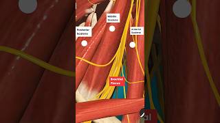 How Scalenes muscles can create Radiating Pain in your Arm [upl. by Suaeddaht]