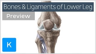 Bones and ligaments of the knee and leg preview  Human Anatomy  Kenhub [upl. by Jamin]