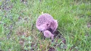 Newborn hedgehog nyfödd igelkott [upl. by Enirok]