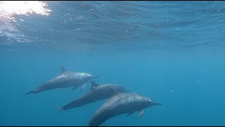 Kuredu Island Resort 2019 Maldives Snorkeling filmed on GoPro Hero 7 Black Edition [upl. by Talbert603]