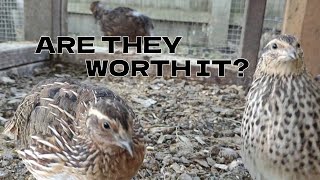 Things I Wish I Knew Before Raising Coturnix Quails [upl. by Edualc317]