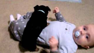 Priceless Yorkie Puppy Puppies Playing with newborn baby [upl. by Eimmot873]