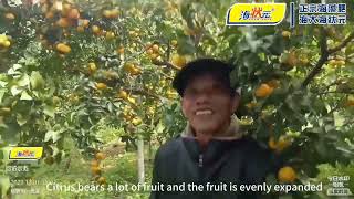 Seawin nutrition program for citrus [upl. by Aiza941]