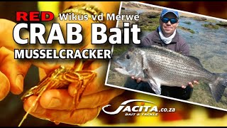 RED Crab Bait for Musselcracker by Wikus vd Merwe JACITA Bait amp Tackle [upl. by Hnirt169]