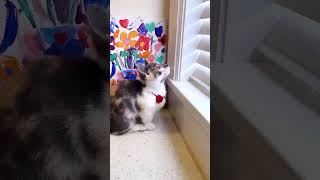 Adorable Munchkin Kitten’s Playful Moments  Cute Cat Video [upl. by Nellahs976]