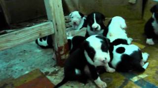 cruza de pitbull blue con dogo argentino 2 [upl. by Orly]