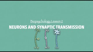 ALevel Psychology AQA Neurons and Synaptic Transmission [upl. by Attegroeg]