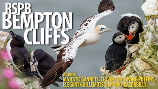 Bempton Cliffs  Bempton Cliffs  Gannets Puffins and more [upl. by Okiek]