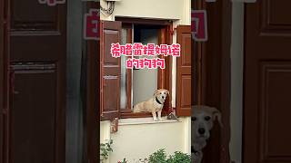 希腊旅行～雷提姆诺的狗狗｜Dog at the window，Rethymno Greece [upl. by Eenehs]