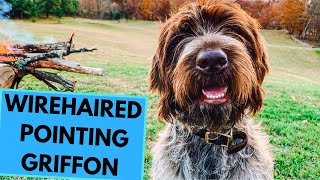 Wirehaired Pointing Griffon Pros and Cons Price How to choose Facts Care History [upl. by Pincas167]