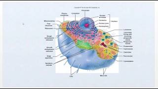 Pathophysiology  Intro Video Cell function review  Ch1 [upl. by Sachs]