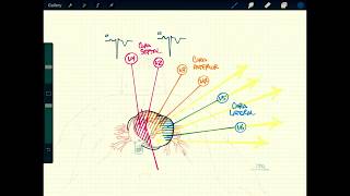 ECG  Derivaciones y caras PARTE 2 Derivaciones precordiales [upl. by Boesch402]