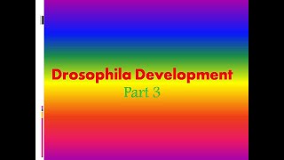 Drosophila Development  Part 3 [upl. by Denby257]