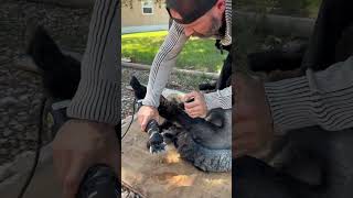 Shearing a 4H Lamb 🐑 with Heiniger Xprt electric clippers ✂️ [upl. by Correna]