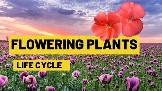 Life cycle of flowering plants  From seed germination to adult plants  Lesson for Kids [upl. by Dafna659]