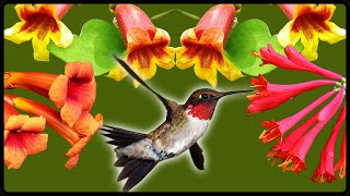 Hummingbirds Cant Resist These Native Vines [upl. by Fredia]