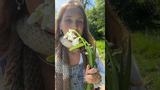 Come foraging with me 🌼 full vid on TikTok maisiesmedicine foraging forager foragedfood [upl. by Lenz]