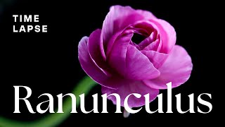 Timelapse Watch Ranunculus Flowers Bloom  Spring Flowers [upl. by Norford158]