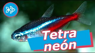 PECES tetra NEÓN · Paracheirodon innesi  AGUA DULCE [upl. by Nitsirc585]