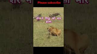 Lion attack on vulture  eagle kill  Tiger attack  leopard attack  wildlife  shortsfeed lion [upl. by Damek]