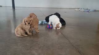 Cavapoo Puppies Playing [upl. by Swarts555]