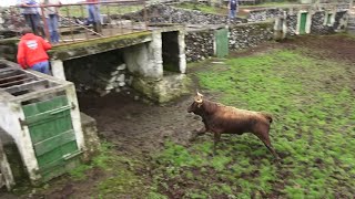 JAF  Touros Perigosos Puros 2022  Dangerous Pure Bulls  Terceira Island  Azores  Portugal [upl. by Aynam]