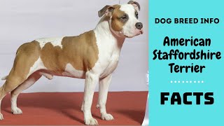 American Staffordshire Terrier dog breed All breed characteristics and facts about Am staff [upl. by Aneema364]