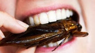 Which Bugs Are Safest to Eat—and Tastiest [upl. by Anovahs]