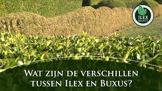 Wat zijn de belangrijkste verschillen tussen buxus en Ilex crenata [upl. by Demeyer42]