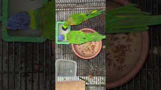 Lorikeet egg Hatched🧐😍🐣foryou bd agro shortvideo fishtank birds [upl. by Eelrebmik]