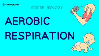 What Is Aerobic Respiration  GCSE amp IGCSE Biology [upl. by Speroni768]