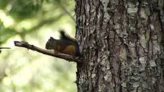 Douglas Squirrel alarm call [upl. by Aticilef]