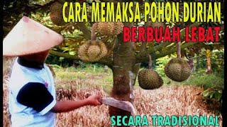 Cara memaksa pohon durian berbuah lebat secara tradisional [upl. by Sardella]