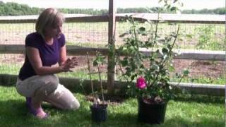 How to Grow and Care for Clematis  StepByStep Gardening [upl. by Clarisa]