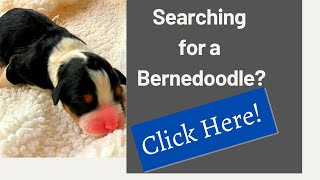 The perfect size Bernedoodle Miniature  Moyen f1 Bernedoodle puppies [upl. by Nagiem]