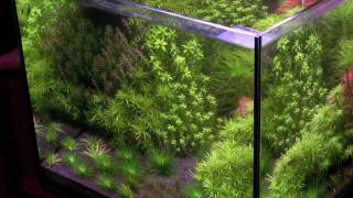 Tonina Style Freshwater Planted Aquarium [upl. by Yrreg]