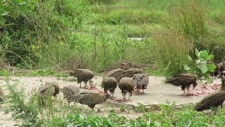 Hooded Vultures Yellow Billed Kites and Pied Crows at Kotu bridge 14 12 18 Howard Vaughan [upl. by Lahcear]