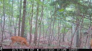 Trail cam schaffersoutdooradventures4071 [upl. by Everard]