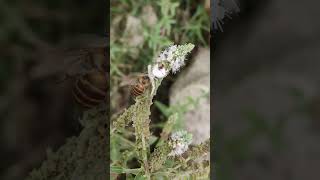 white spider caught honeybee camouflage spider honeybee [upl. by Aniretake]