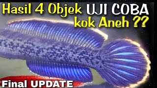 UPDATE 3 BULAN  Treatment Ikan Channa Stewartii Pake Blue Spirulina [upl. by Pylle808]