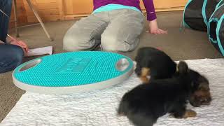 Six week old puppy Yorkies playing ￼ [upl. by Enoyrt]