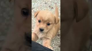 Baby dogcute puppy barking4kviralshorts [upl. by Ekram]